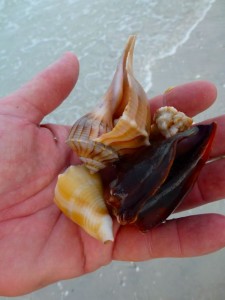 dark Fighting conch dark Fighting conch