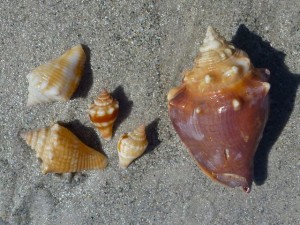 fighting conch family