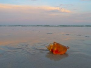 fighting conch sunset fighting conch sunset