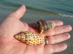 junonia kings crown sanibel seashells