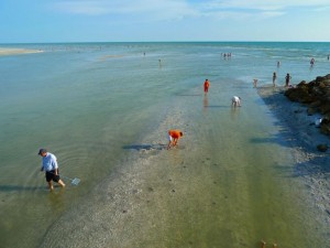 low tide shelling