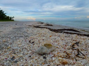 old conch beached