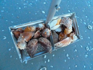 seashell shell rake seashell shell rake