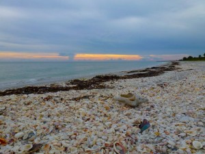 shells on gulf beach
