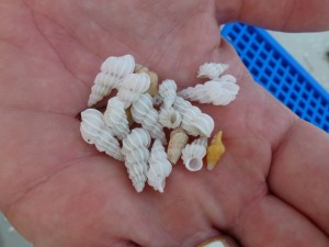 wentletraps found on Sanibel wentletraps found on Sanibel