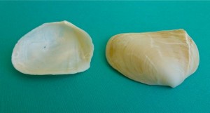 Atlantic fat tellin Leporimetis intastriata Atlantic fat tellin Leporimetis intastriata