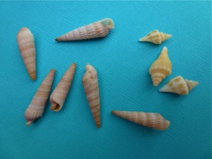 Auger shells conch gastropods Auger shells conch gastropods