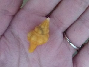 Candy corn horse conch Candy corn horse conch