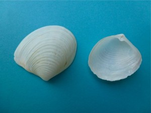 Channeled Duck Clam Sailor's ear