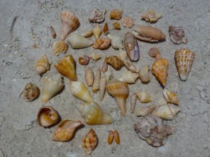 Cheri's shells on Sanibel Cheri's shells on Sanibel