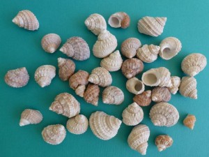 Chestnute turbans honeymoon Island Chestnute turbans honeymoon Island