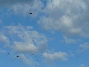 Dragonflies in the sky Dragonflies in the sky