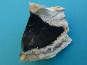 Florida geode agatized coral black Florida geode agatized coral black