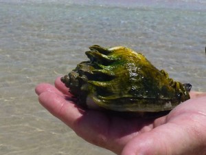 Live kings crown shell honeymoon island Live kings crown shell honeymoon island
