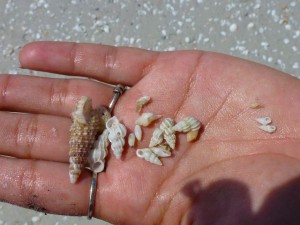 Melissas's Sanibel seashells Melissas's Sanibel seashells