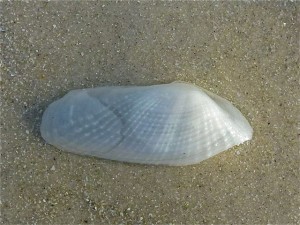 Mud piddock on beach