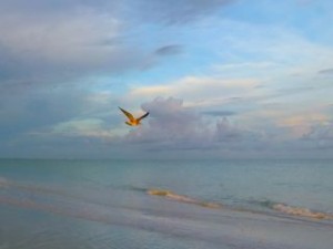 Reason why I love the beach- soaring sky Reason why I love the beach- soaring sky
