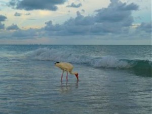 Reasons why I love the beach - birds Reasons why I love the beach - birds