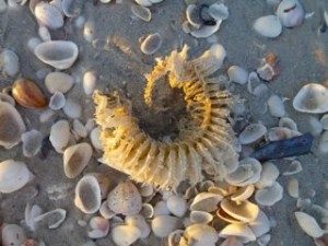 Reasons why I love the beach- new life Reasons why I love the beach- new life