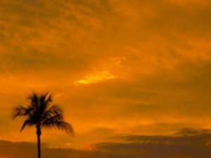Reasons why I love the beach- palm trees Reasons why I love the beach- palm trees