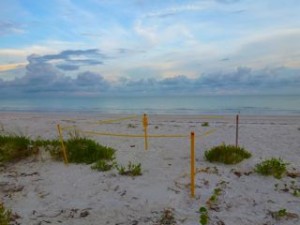 Reasons why I love the beach- sea turtle nests Reasons why I love the beach- sea turtle nests
