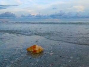 Reasons why I love the beach-seashells Reasons why I love the beach-seashells