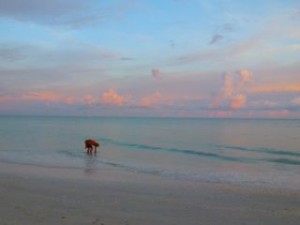 Reasons why I love the beach- shellers Reasons why I love the beach- shellers