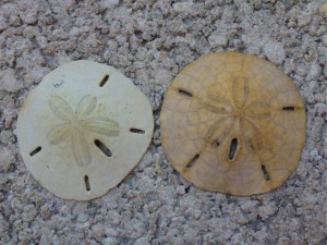Sand dollars honeymoon Island Florida Sand dollars honeymoon Island Florida