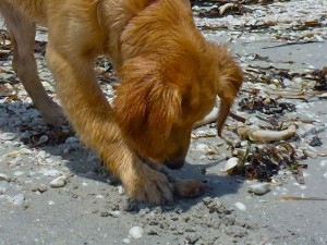 Sanibel puppy stooper Sanibel puppy stooper