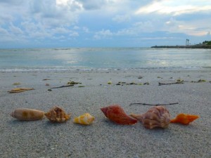 Sanibel six seashells bp Sanibel six seashells bp