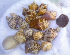 dicks Shell 8-22-11-1 dicks Shell 8-22-11-1