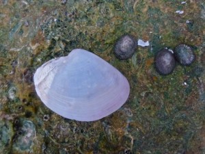 Smooth Duck Clam anatina