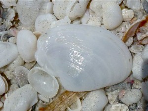 Smooth duck clam on beach Smooth duck clam on beach