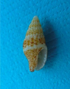 Sparse dove shell aperture Sparse dove shell aperture