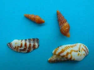 Tampa Turrid Turkey Wing shells Tampa Turrid Turkey Wing shells