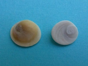 Turban operculum cats eye shiva Turban operculum cats eye shiva