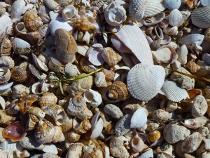Turban seashells Honeymoon Island Turban seashells Honeymoon Island