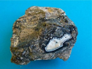 agatized coral nodule geode Florida agatized coral nodule geode Florida