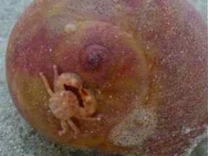 baby crab on sharks eye