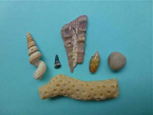 beach treasure beach treasure