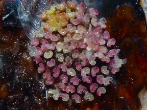 colorful mollusk egg case colorful mollusk egg case