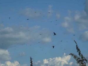 dragonfly birds dragonfly birds