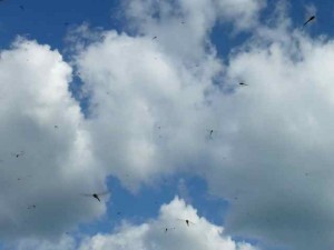 dragonfly mixed with clouds dragonfly mixed with clouds