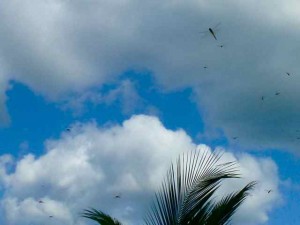 dragonfly palm frond dragonfly palm frond