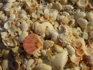 flat scallop sanibel