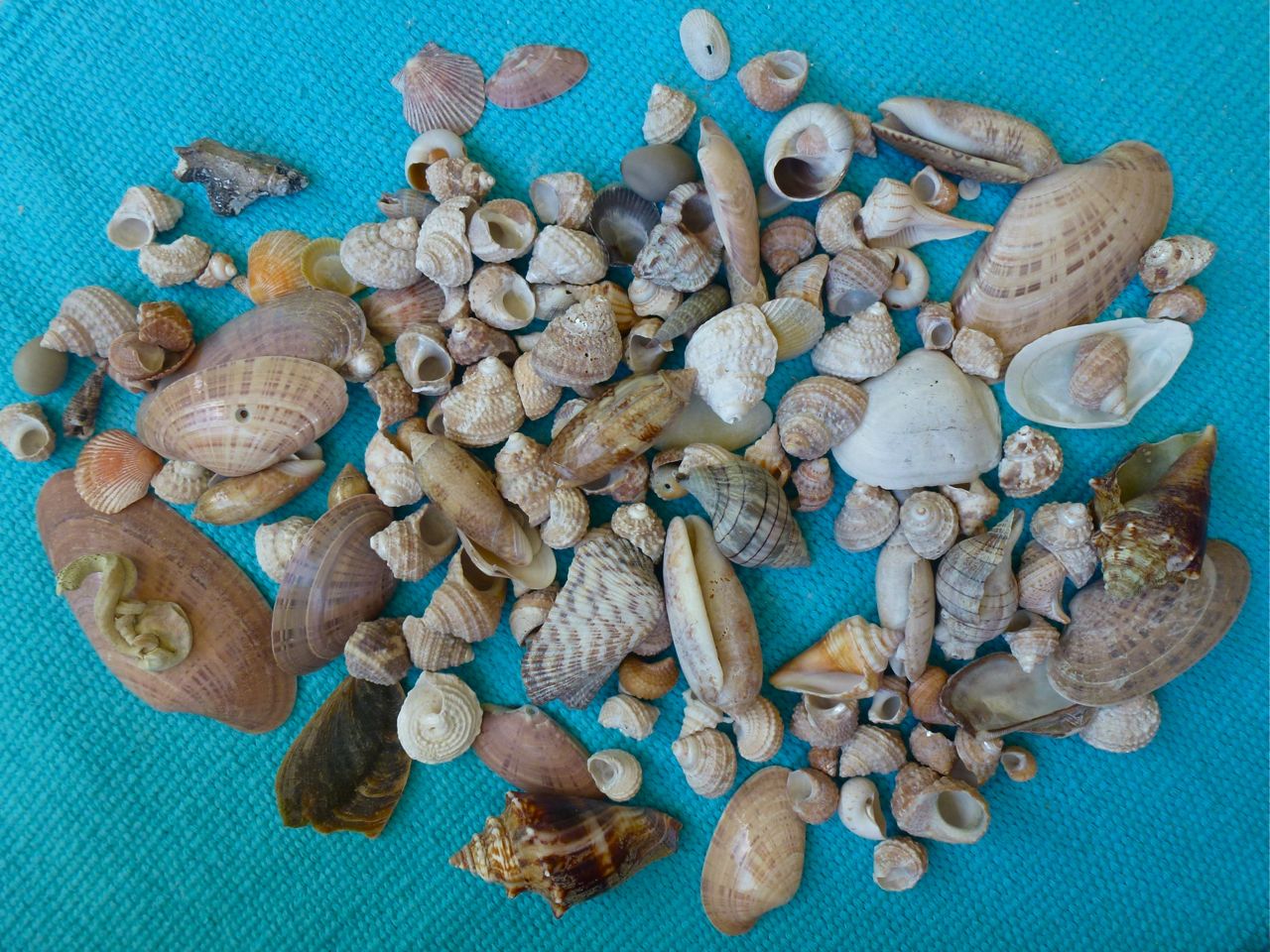 Agatized Coral Geode i Love Shelling