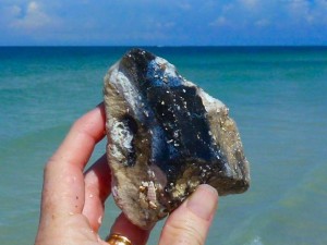 found agatized coral on beach found agatized coral on beach