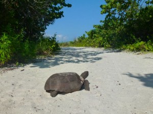 gopher tortoise Florida beach gopher tortoise Florida beach