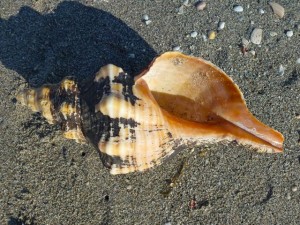 horse conch seashells sanibel