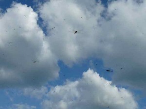 hundreds of dragonflies hundreds of dragonflies